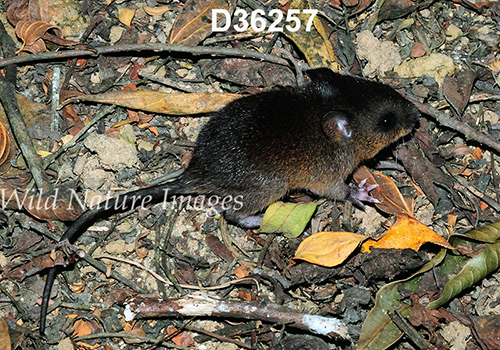 Nectomys-squamipes Scaly-footed Water-Rat