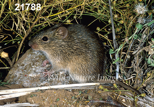 Sigmodon-hispidus Hispid-Cotton-Rat