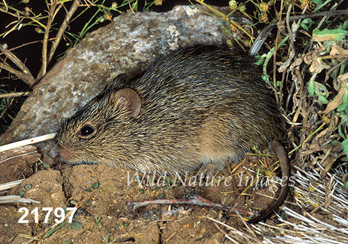 Sigmodon-hispidus Hispid-Cotton-Rat