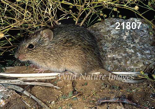 Sigmodon-hispidus Hispid-Cotton-Rat