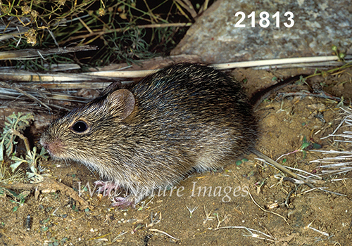 Sigmodon-hispidus Hispid-Cotton-Rat