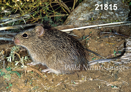 Sigmodon-hispidus Hispid-Cotton-Rat