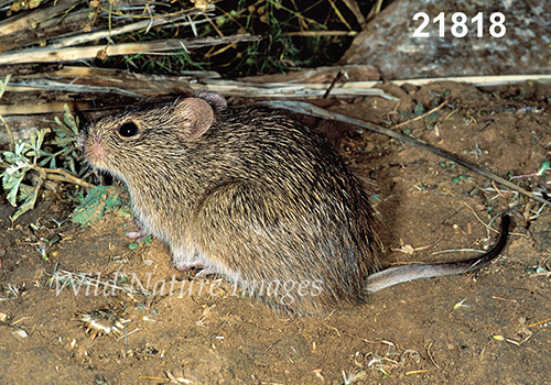 Sigmodon-hispidus Hispid-Cotton-Rat