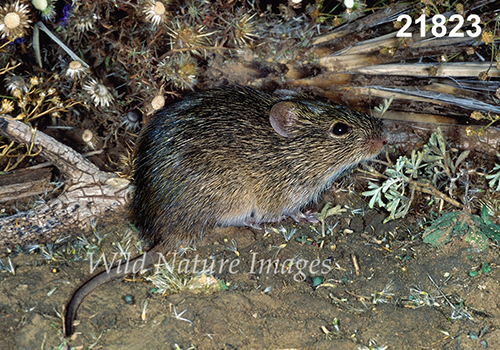 Sigmodon-hispidus Hispid-Cotton-Rat