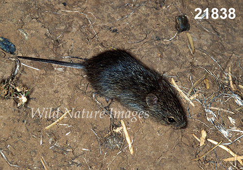 Sigmodon-hispidus Hispid-Cotton-Rat