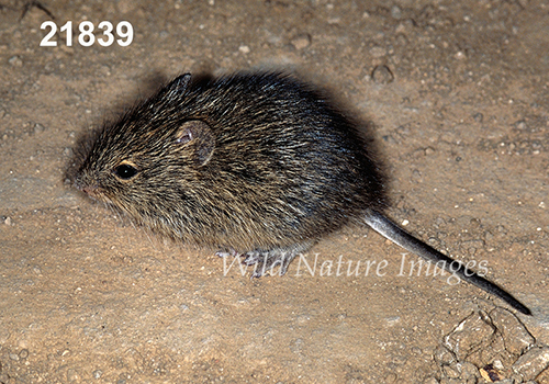 Sigmodon-hispidus Hispid-Cotton-Rat