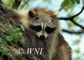 Procyonidae