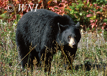 Bears (Ursidae)