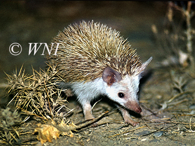 Paraechinus hypomelas (Brandt's Hedgehog, Erinaceidae)