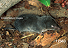 Blarina-brevicauda Northern-Short-tailed-Shrew