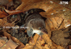 Sorex-cinereus Masked-Shrew