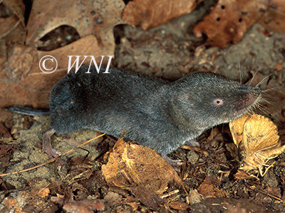 Northern Short-tailed Shrew (Blarina brevicauda)