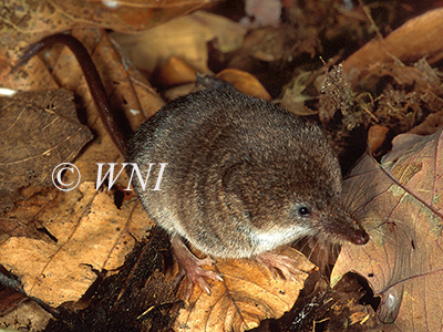 Masked Shrew (Sorex cinereus)