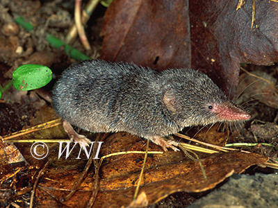Smoky Shrew (Sorex fumeus)