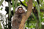 Callitrichidae