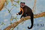 Cebidae