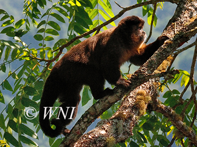 Black-horned Capuchin (Sapajus nigritus)