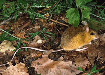 Zapodinae, Jumping Mouse