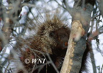 Erethizontidae, New World Porcupines