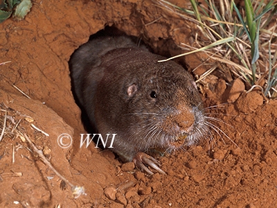 Geomys-bursarius Plains-Pocket-Gopher