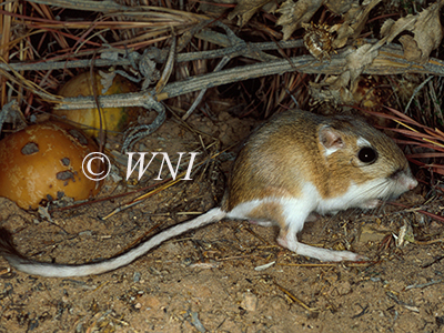 Dipodomys-ordii Ord's-Kangaroo-Rat