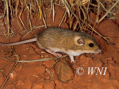 Perognathus-flavus silky-pocket-mouse