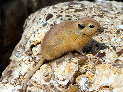 Gerbillinae, gerbils, jirds