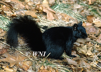 Sciuridae squirrels flying-squirrels ground-squirrels marmots chipmunks prairie-dogs