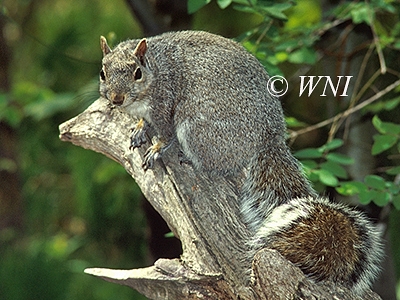 Sciurus-carolinensis eastern-gray-squirrel