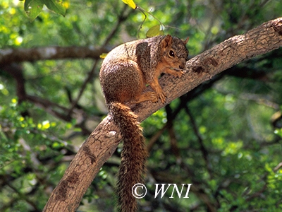 Sciurus-niger fox-squirrel 