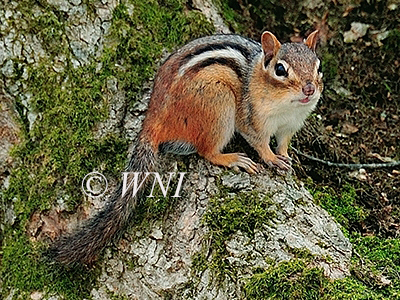 Tamias-striatus Eastern-Chipmunk