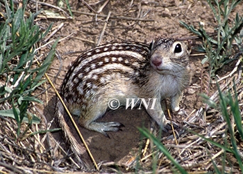 Ground Squirrels and Chipmunks (Xerinae)