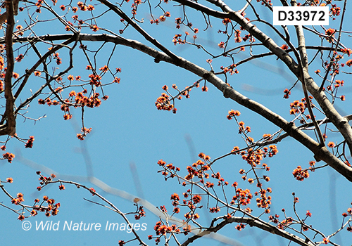 Acer-rubrum red-maple