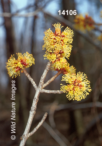 Acer-saccharinum silver-maple