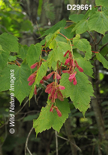 Acer-spicatum mountain-maple