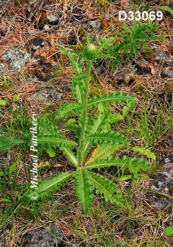 Cirsium-hillii Hill’s-Thistle