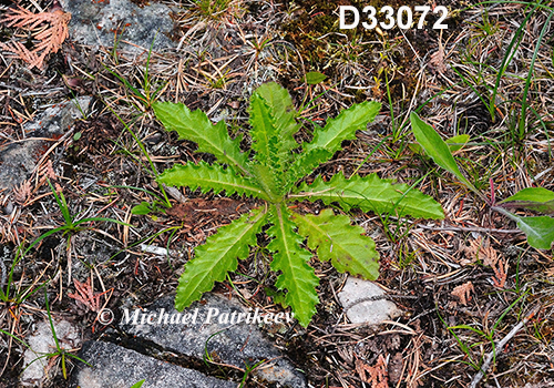 Cirsium-hillii Hill’s-Thistle
