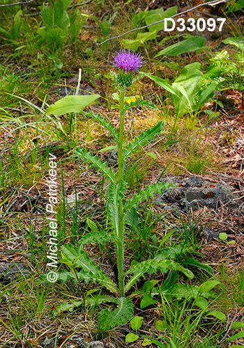 Cirsium-hillii Hill’s-Thistle