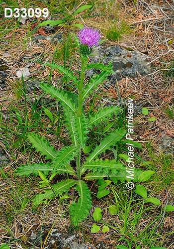 Cirsium-hillii Hill’s-Thistle