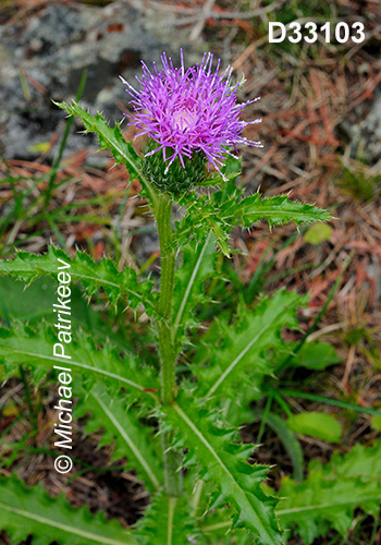 Cirsium-hillii Hill’s-Thistle
