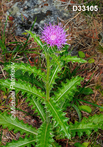 Cirsium-hillii Hill’s-Thistle