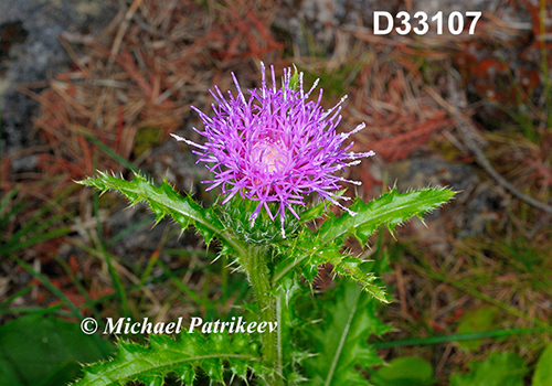 Cirsium-hillii Hill’s-Thistle