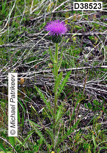 Cirsium-hillii Hill’s-Thistle