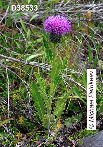 Cirsium-hillii Hill’s-Thistle