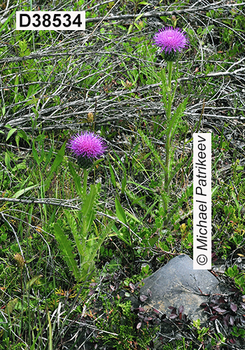 Cirsium-hillii Hill’s-Thistle