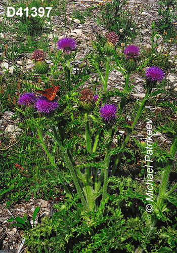 Cirsium-hillii Hill’s-Thistle