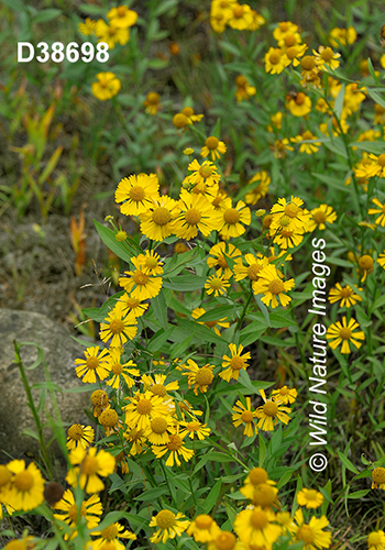 Helenium-autumnale common-sneezeweed
