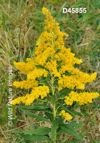 Solidago-altissima tall-goldenrod Solidago-canadensis-var.-scabra