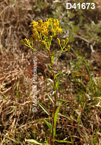 Solidago-houghtonii Houghton's-Goldenrod