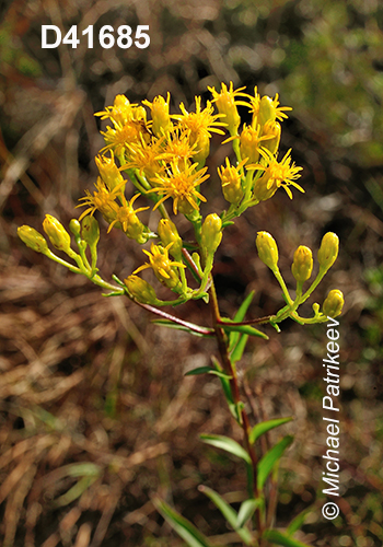 Solidago-houghtonii Houghton's-Goldenrod